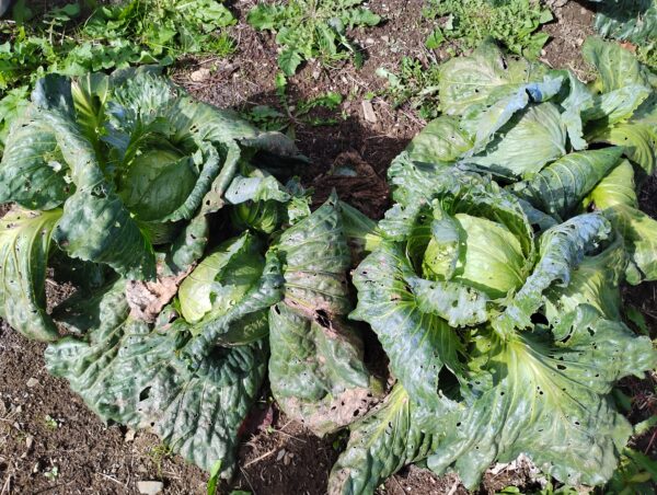 Tancook Island Cabbage - Image 8