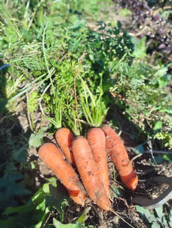 Scarlet Nantes Carrot - Image 4