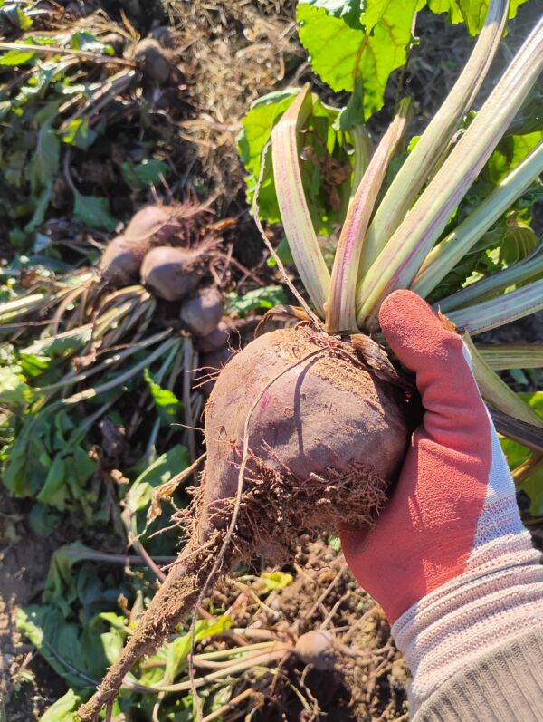 Lutz Green Leaf Beet - Image 3