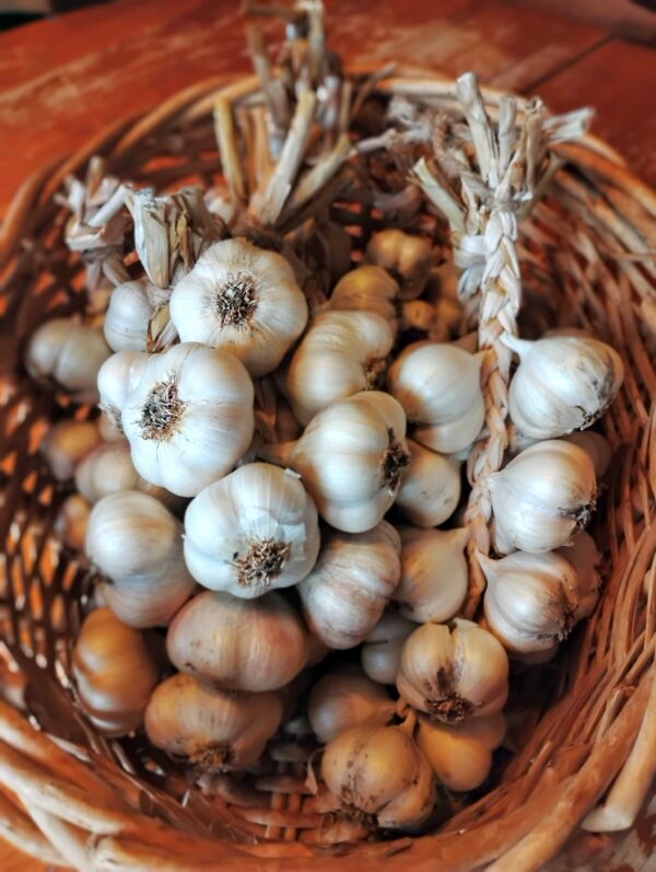 Afghan White Softneck Seed Garlic - Image 2