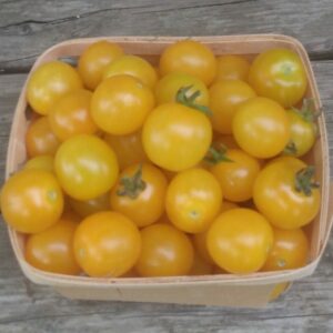 Amy's Apricot Cherry Tomato