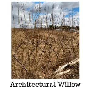 Architectural Willow Bundle of 10 Whips