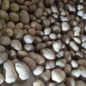 Bintje Seed Potato