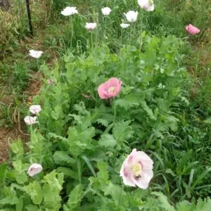 Elka Poppy