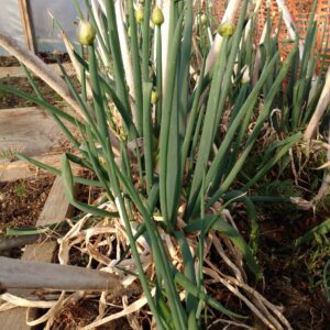 Ciboule vivace blanche rustique