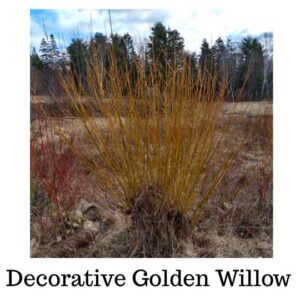 Golden Willow Bundle of 10 Whips