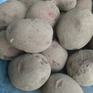 Chieftain Seed Potato