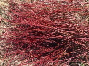 Red Osier Dogwood