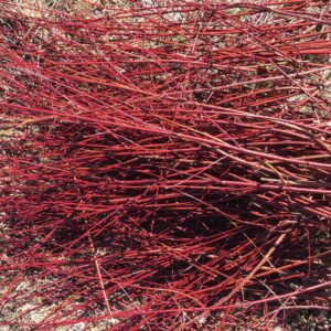 Red Osier Dogwood
