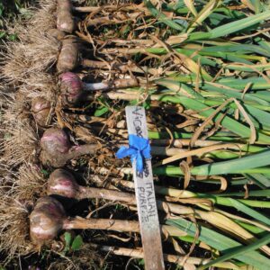Italian Purple Seed Garlic