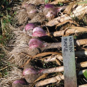 Korean Purple Seed Garlic