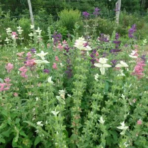 Tricolor Salvia