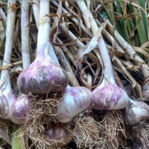 Harmony Softneck Seed Garlic