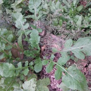 Arugula