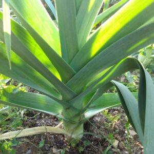 Bleu de Solaize Leek