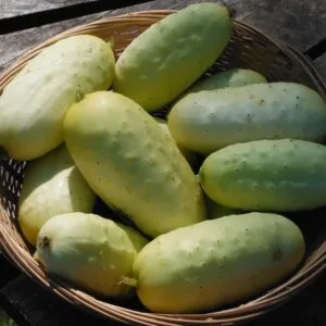 Boothby's Blonde Cucumber