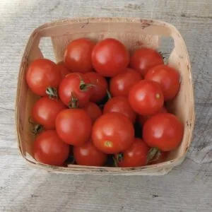 Gardener's Delight Cherry Tomato