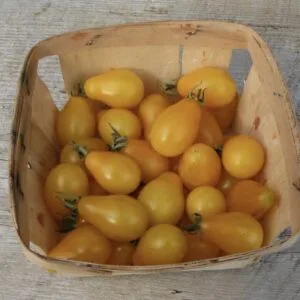 Yellow Pear Tomato