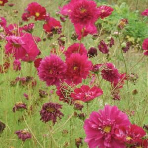 Cranberry Double Click Cosmos