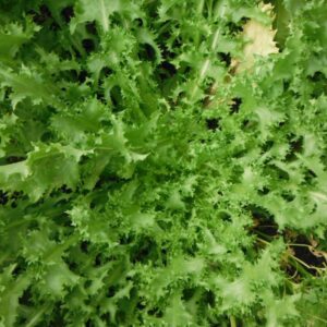 Curly Endive