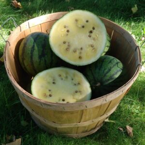 Early Moonbeam Watermelon
