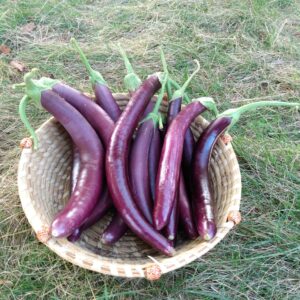 Aubergine asiatique longue