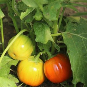 Aubergine Orange Turque