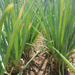 Franz Bunching Onion