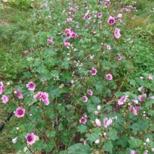 French Mallow