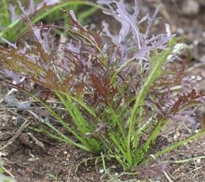 Ruby Streaks Mustard