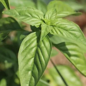 Sweet Basil