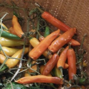 Piment Bulgare Carotte