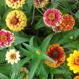 Jazzy Mix Zinnia