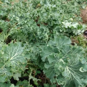 Beedy's Camden Kale