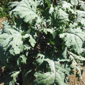 Red Russian Kale
