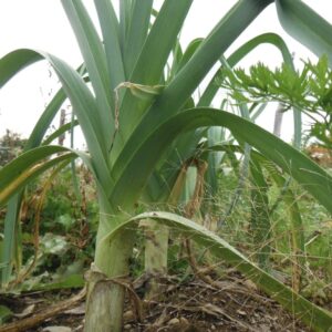 Poireau King Richard