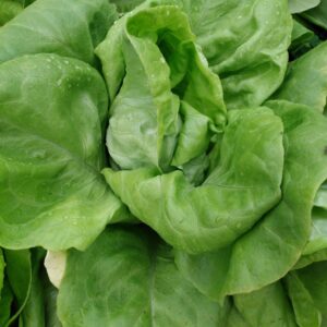 Butter King Lettuce