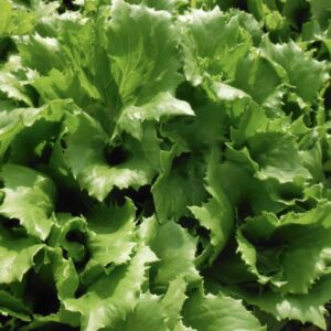 Ice Queen Lettuce