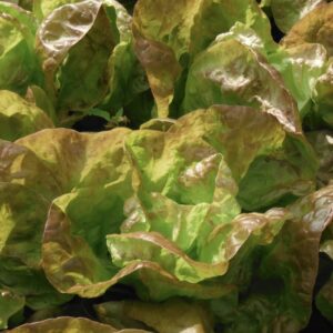 Marvel of Four Seasons Lettuce