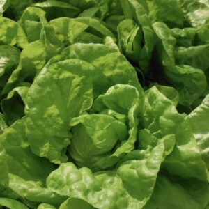 Tennis Ball Lettuce