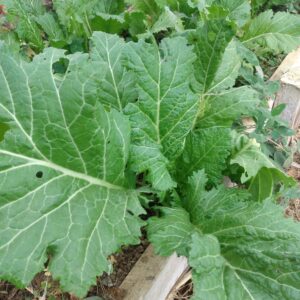 Chinese Thick Stem Mustard