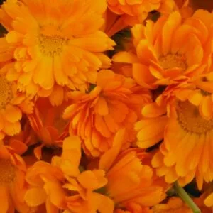 Orange Calendula
