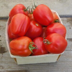 Tomate Roma Heinz 2653