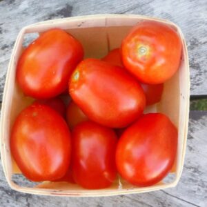 Tomate Roma pour sauce