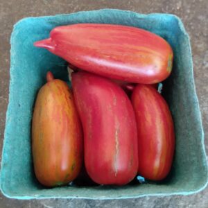 Speckled Roman Paste Tomato