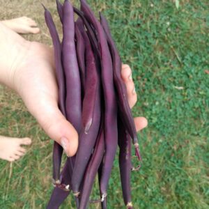Haricot mange-tout violet Peacock