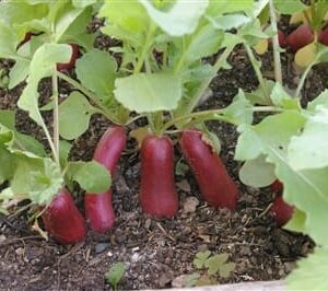 Radis French Breakfast