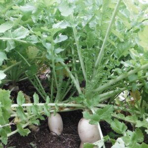 Radis Daikon Miyashige