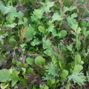 Mélange à salade