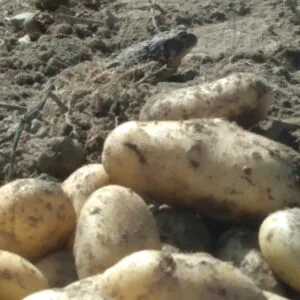 Sieglinde Seed Potato